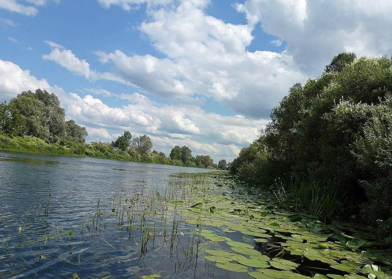 Встановлено причини забруднення річки Сейм.