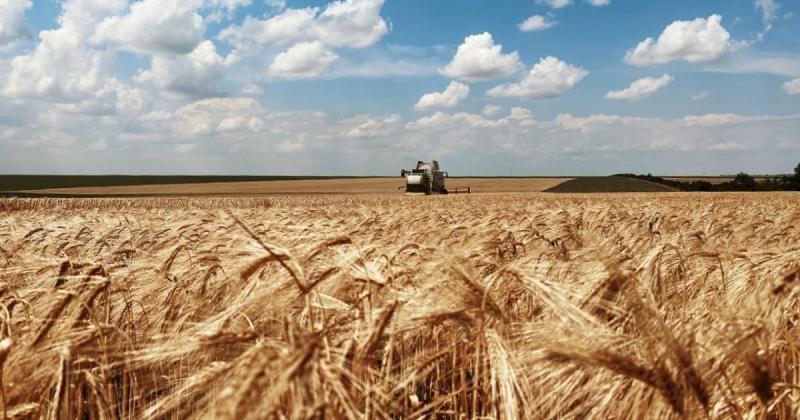 В Україні спостерігається новий сплеск цін на пшеницю, що встановлює нові історичні максимуми. -- Delo.ua